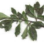 Psychotria biaristata Altro