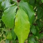 Parrotia persica 葉