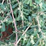 Euphorbia maculata Bark