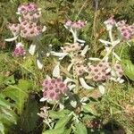 Pluchea odorata പുഷ്പം