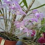 Dendrobium aduncum 花