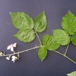 Rubus nessensis Other