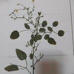 Clematis terniflora Leaf
