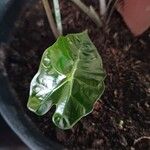 Alocasia longiloba Leaf