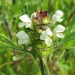 Prunella laciniataFloare