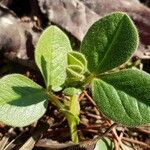 Vicia narbonensis Leaf