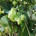 Humulus lupulus Vrucht