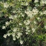 Teucrium dunense Blomma