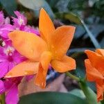 Guarianthe aurantiaca Λουλούδι