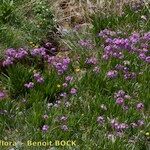 Primula auriculata Hábito