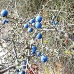 Prunus spinosa Fruit