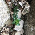 Veronica nummularia 葉