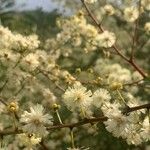 Acacia terminalis Flower
