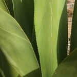 Agave shaferi Blad