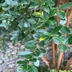 Luma apiculata Lehti