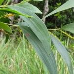 Acacia spirorbis Лист