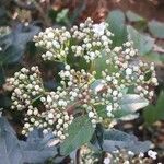 Viburnum tinus 其他