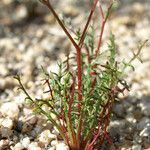 Gilia tenuiflora Habitat