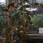 Begonia angularis Leaf