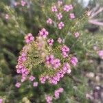 Erica australis Çiçek