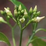 Voacanga africana Blomma