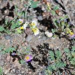 Phacelia bicolor आदत