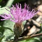 Centaurea paniculata Blomma