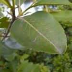 Viburnum nudum Leaf