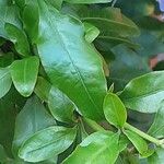 Plumbago auriculata Leaf