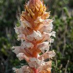 Orobanche crenata Flower
