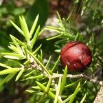 Juniperus oxycedrus Autre