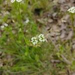 Valeriana woodsiana Květ