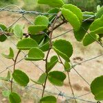 Cissus rotundifolia Hoja