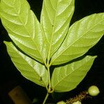 Paullinia pinnata برگ