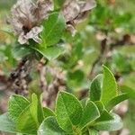 Salix myrsinites ഇല