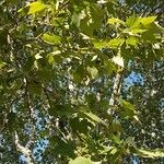 Platanus occidentalis Frunză