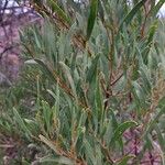 Acacia cyclops Leaf