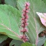 Acalypha wilkesianaBlüte