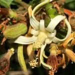 Grewia pachycalyx Květ