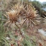 Ptilostemon hispanicus (Fruit)