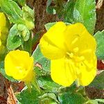 Camissoniopsis cheiranthifolia Flower