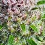 Echium italicum Fleur