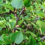 Betula humilis Leaf