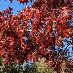 Quercus coccinea 葉