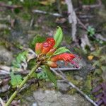 Aeschynanthus hookeri موطن