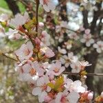 Prunus tomentosa Floro