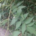 Rubus rosifolius ഇല