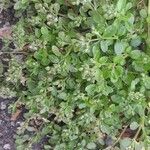 Polycarpon tetraphyllum عادت داشتن