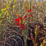 Striga asiatica Flower