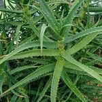 Aloe kedongensis موطن